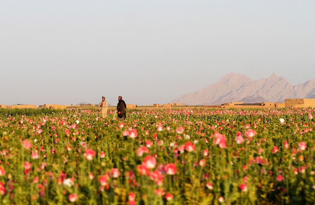 Los agricultores afganos cosechan opio crudo en un campo de amapolas en Kandahar, Afganistán (AP/Allauddin Khan). 