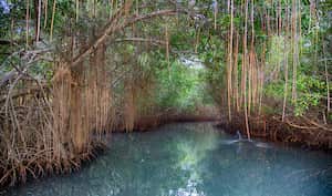 Colombia es el cuarto país de América con mayor extensión de manglares: alrededor de 290.000 hectáreas de acuerdo con el Ministerio de Ambiente. Este ecosistema de pantano, ubicado en los litorales tropicales, se considera una de las cinco unidades ecológicas más productivas del mundo. Entre muchas otras cosas, contribuye a la protección de organismos que ayudan a la descomposición de materiales orgánicos y a purificar el agua. Sin embargo, en nuestro país estos bosques se han visto especialmente afectados por la tala indiscriminada de sus árboles, obras de infraestructura mal planeadas y degradación por contaminación. Foto: Getty Images/iStockphoto