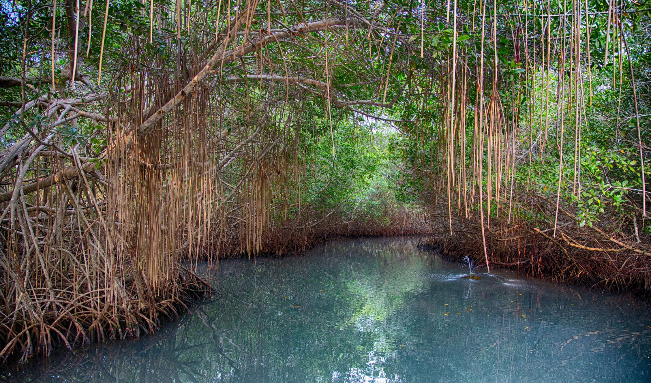 Colombia es el cuarto país de América con mayor extensión de manglares: alrededor de 290.000 hectáreas de acuerdo con el Ministerio de Ambiente. Este ecosistema de pantano, ubicado en los litorales tropicales, se considera una de las cinco unidades ecológicas más productivas del mundo. Entre muchas otras cosas, contribuye a la protección de organismos que ayudan a la descomposición de materiales orgánicos y a purificar el agua. Sin embargo, en nuestro país estos bosques se han visto especialmente afectados por la tala indiscriminada de sus árboles, obras de infraestructura mal planeadas y degradación por contaminación. Foto: Getty Images/iStockphoto