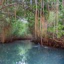 Colombia es el cuarto país de América con mayor extensión de manglares: alrededor de 290.000 hectáreas de acuerdo con el Ministerio de Ambiente. Este ecosistema de pantano, ubicado en los litorales tropicales, se considera una de las cinco unidades ecológicas más productivas del mundo. Entre muchas otras cosas, contribuye a la protección de organismos que ayudan a la descomposición de materiales orgánicos y a purificar el agua. Sin embargo, en nuestro país estos bosques se han visto especialmente afectados por la tala indiscriminada de sus árboles, obras de infraestructura mal planeadas y degradación por contaminación. Foto: Getty Images/iStockphoto