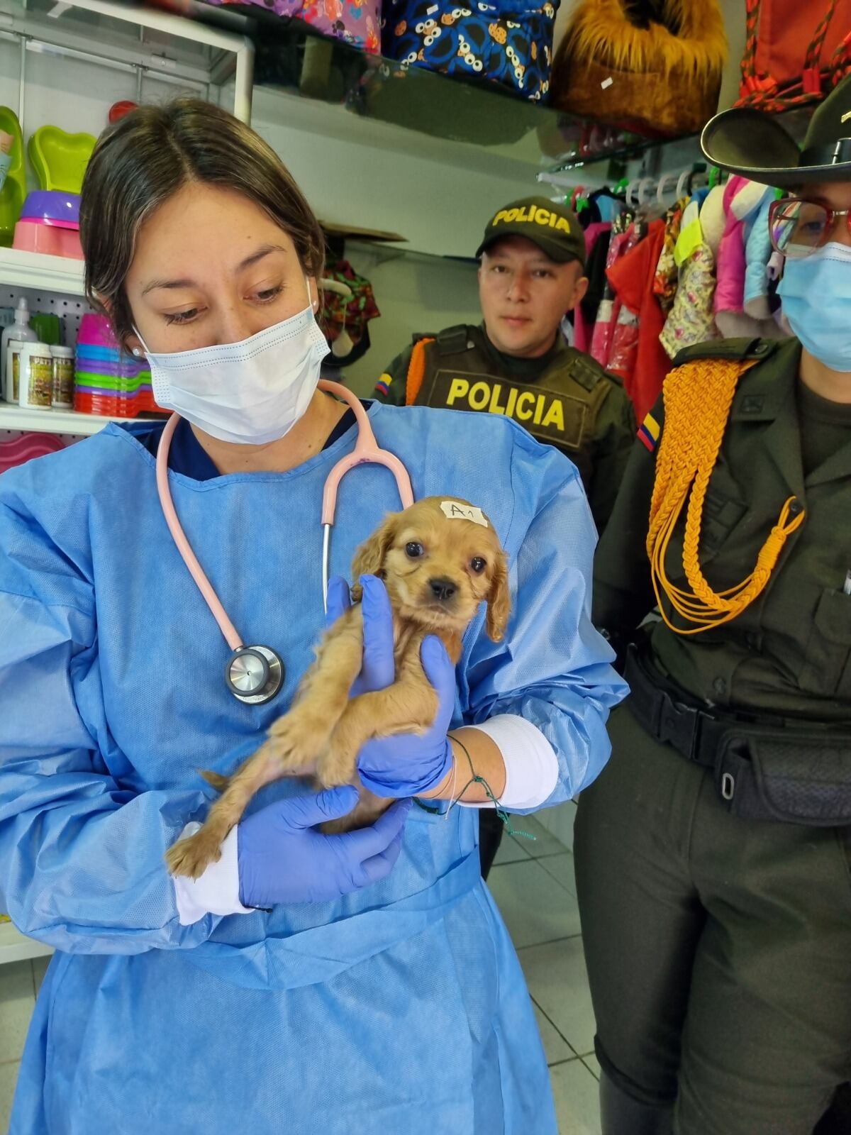 33 caninos valorados de los cuales uno quedó bajo custodia del IDPYBA