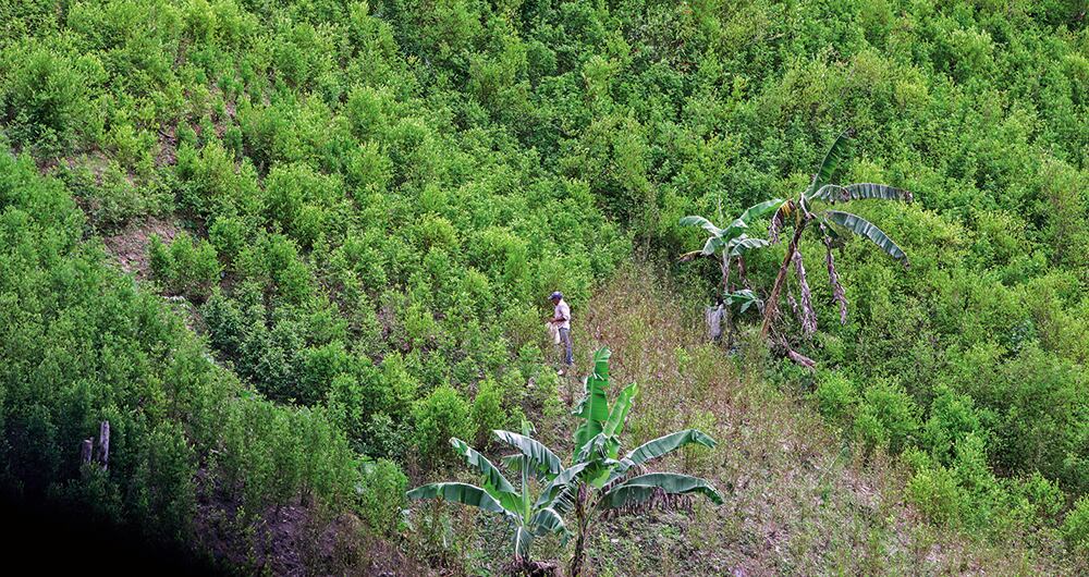 Colombia presentó una reducción en los cultivos de coca del 7 por ciento.