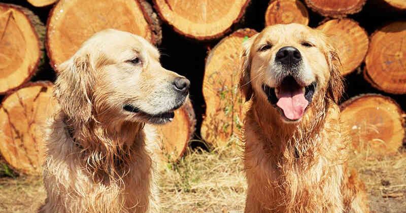 Un nuevo estudio confirma que los perros de cara plana tienen un 40% más de riesgo de tener una vida más corta