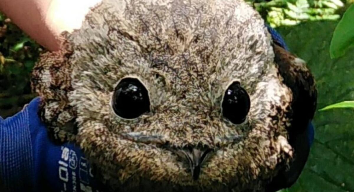 Nictibio grande (Nyctibius grandis), también llamado bienparado, rescatado por la Fuerza Aérea en el Meta.