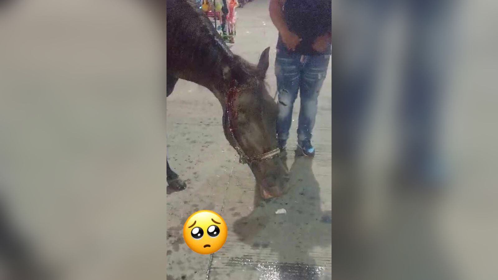 Varios caballos fueron sometidos a malos tratos.