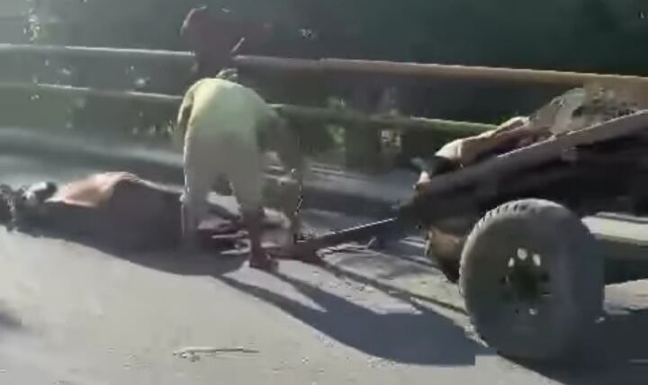 Presunto maltrato animal en Apartadó, Antioquia.