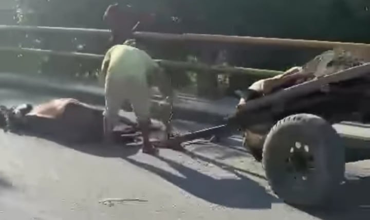 Presunto maltrato animal en Apartadó, Antioquia.