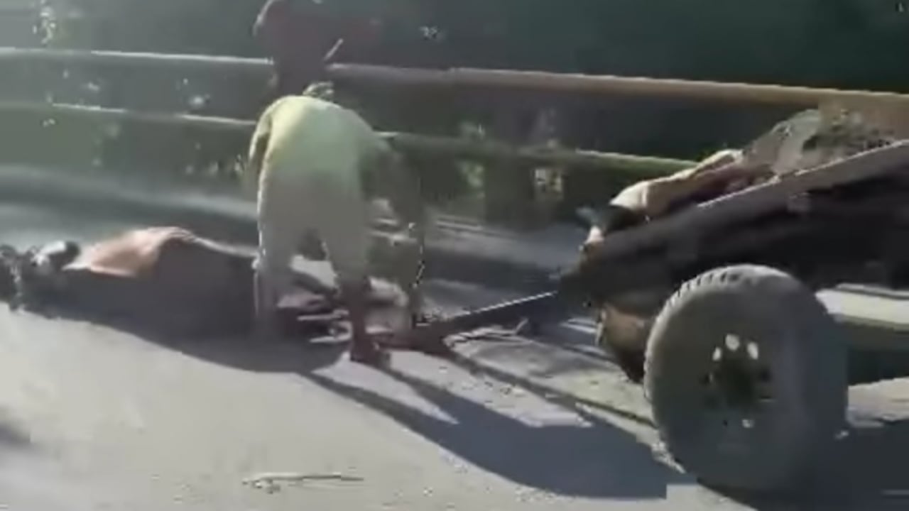 Presunto maltrato animal en Antioquia. Imagen de referencia.