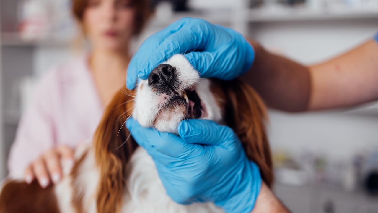 Razas de perros propensas a sufrir enfermedad periodontal.