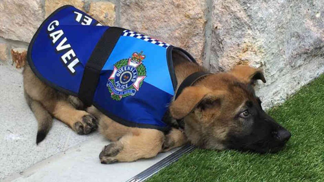 Gavel, el perro que no clasificó en la Policía