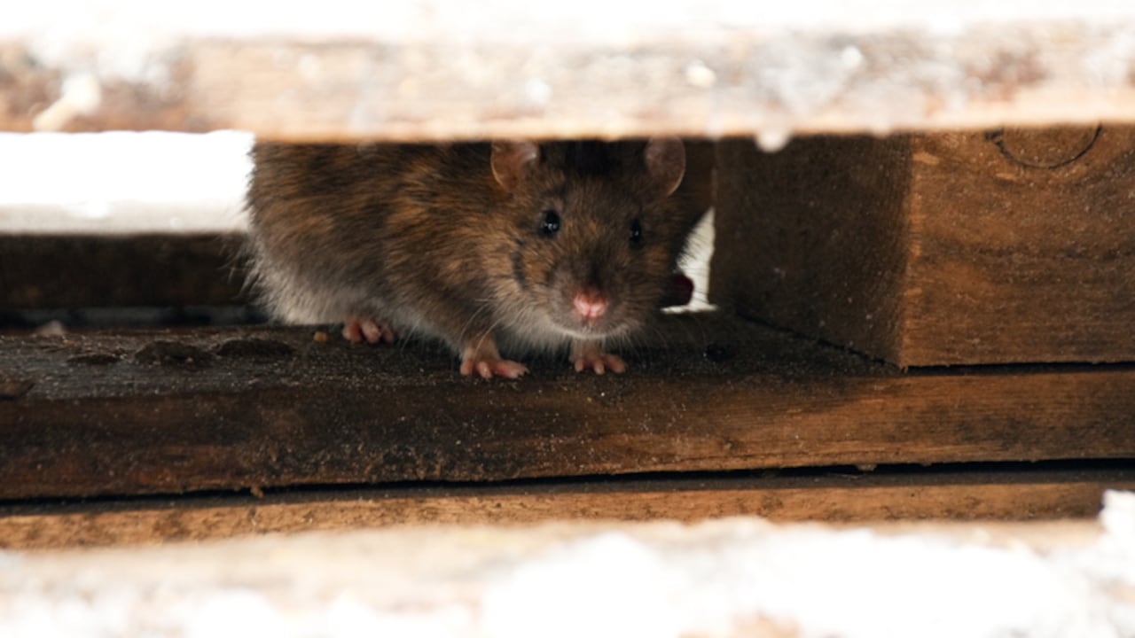 Publicaciones en las redes sociales darían pistas sobre problemáticos comportamientos del padre del bebé.