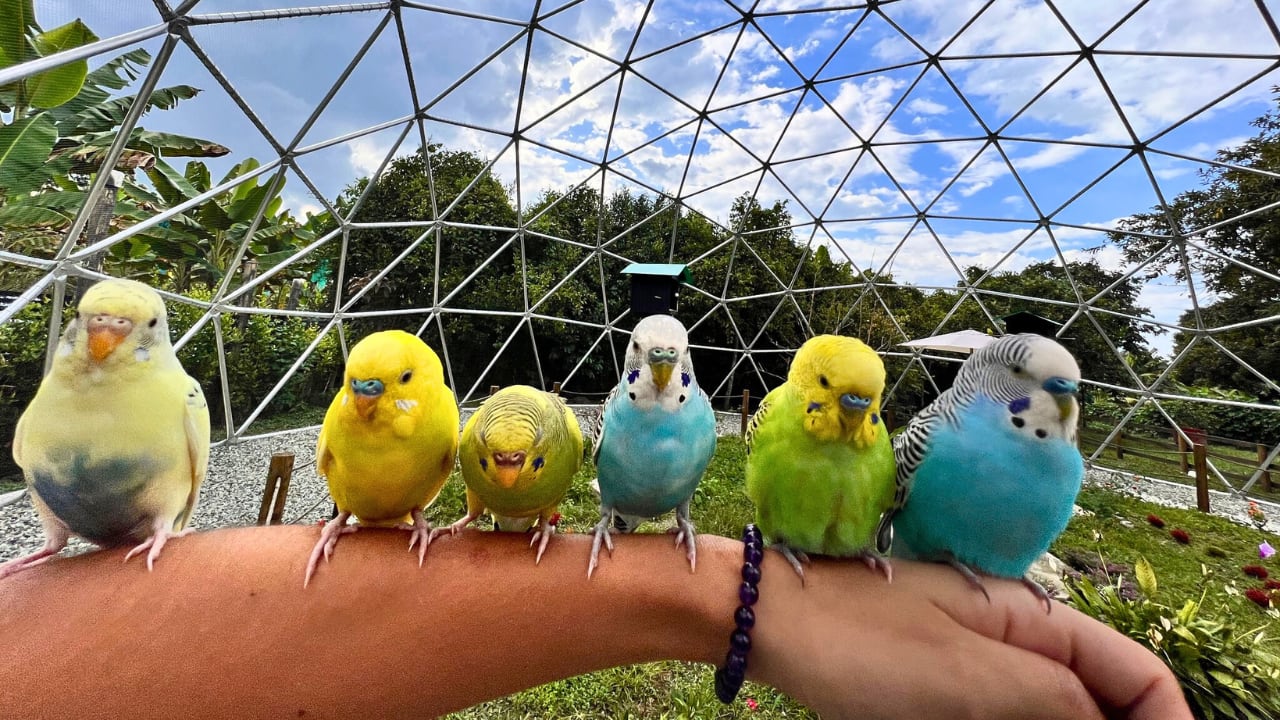 El Domo Aves y Café se localiza entre las veredas La Bella y Potosí en Calarcá, Quindío.