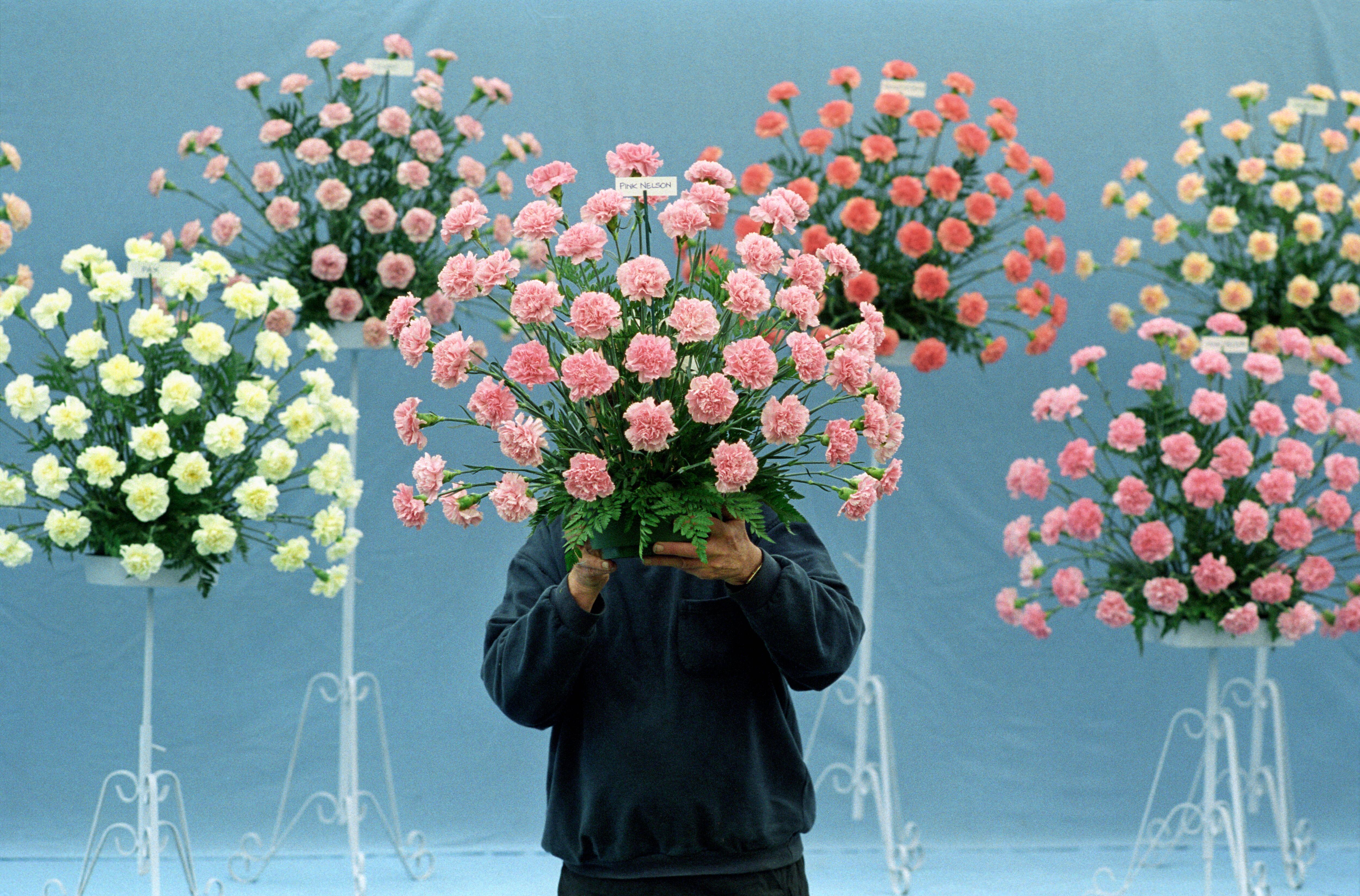 ¿Cuál es el significado de regalar claveles?