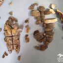 Fósil encontrado en La Tatacoa