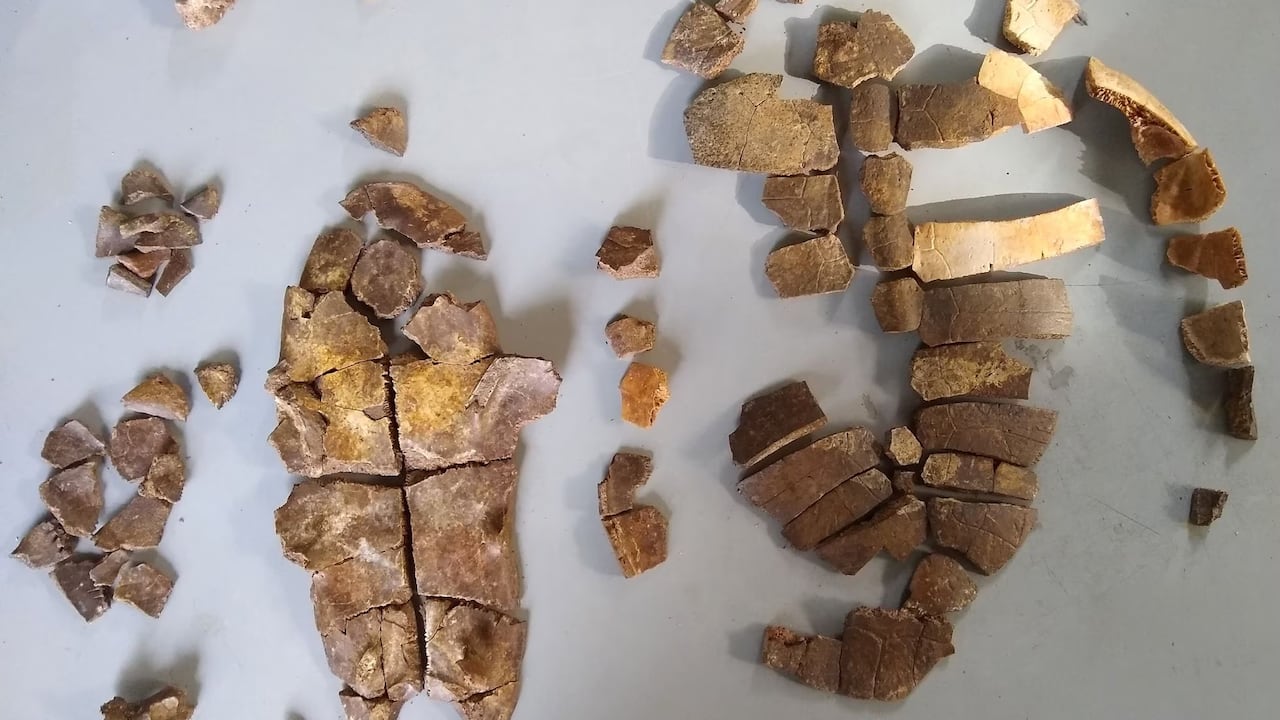 Fósil encontrado en La Tatacoa