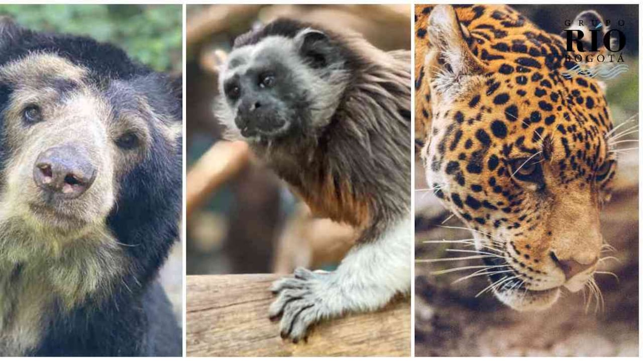 Las donaciones están casi a punto cero pues la situación económica de los colombianos es cada vez más difícil. Pero cualquier aporte ayuda a estos 780 animales. Foto: Zoo Santacruz