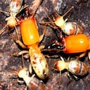 Las termitas llevan "mochilas explosivas" con potentes sustancias tóxicas.