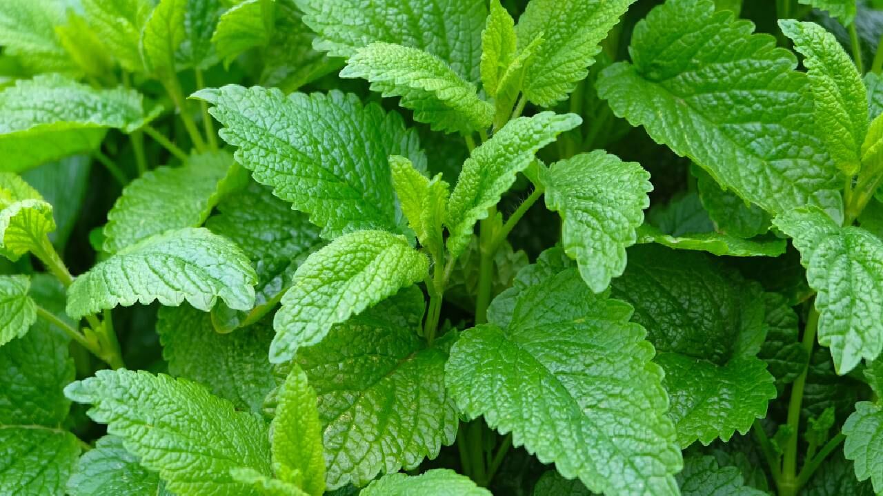 Los problemas de insomnio y el estrés se pueden tratar con el toronjil. Foto: Getty images.