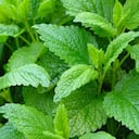 Los problemas de insomnio y el estrés se pueden tratar con el toronjil. Foto: Getty images.