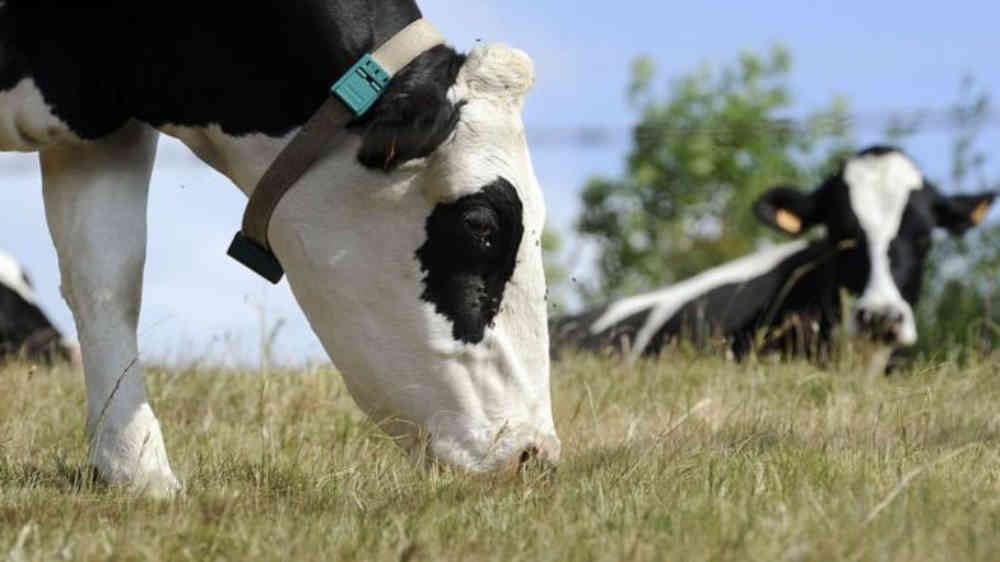 La vaca imita a la perfección los movimientos del caballo, sin embargo algunos obstáculos le son complicados debido a su peso. 