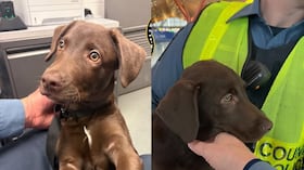 procesa a hombre que dejó a su perro en un aeropuerto tras problemas con el vuelo