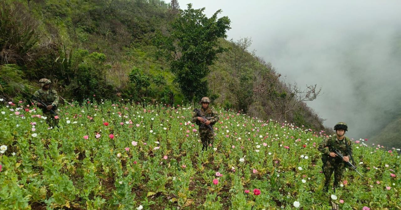 Destrucción de cultivos de amapola.