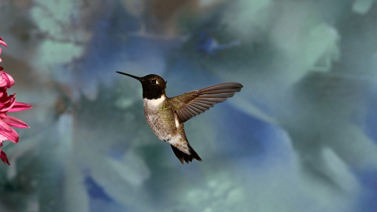 Colibrí
