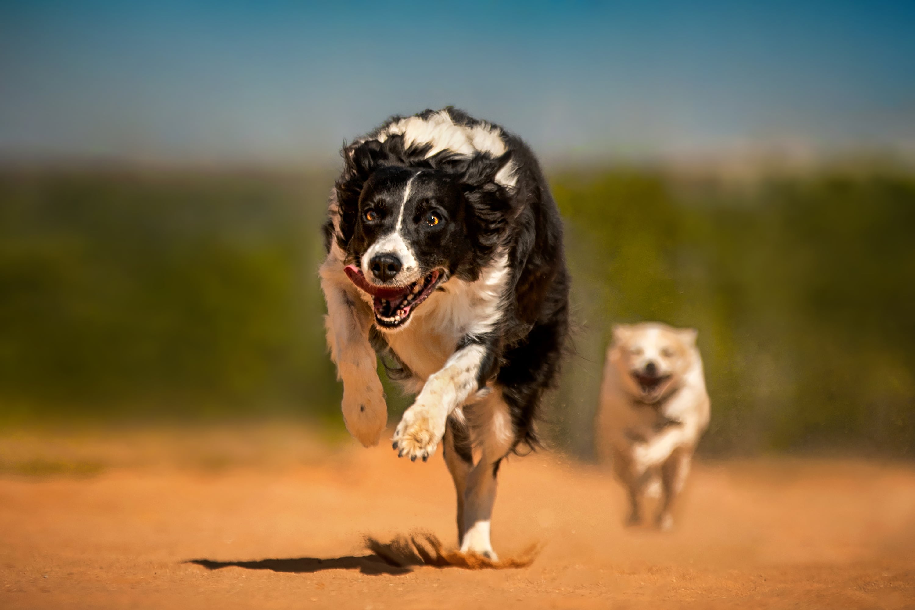 Conozca las razas de perros más veloces del mundo.