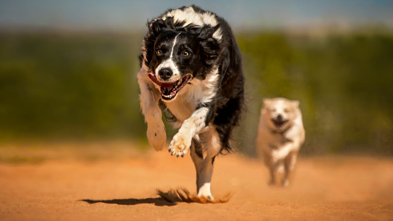 Conozca las razas de perros más veloces del mundo.