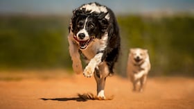 Conozca las razas de perros más veloces del mundo.