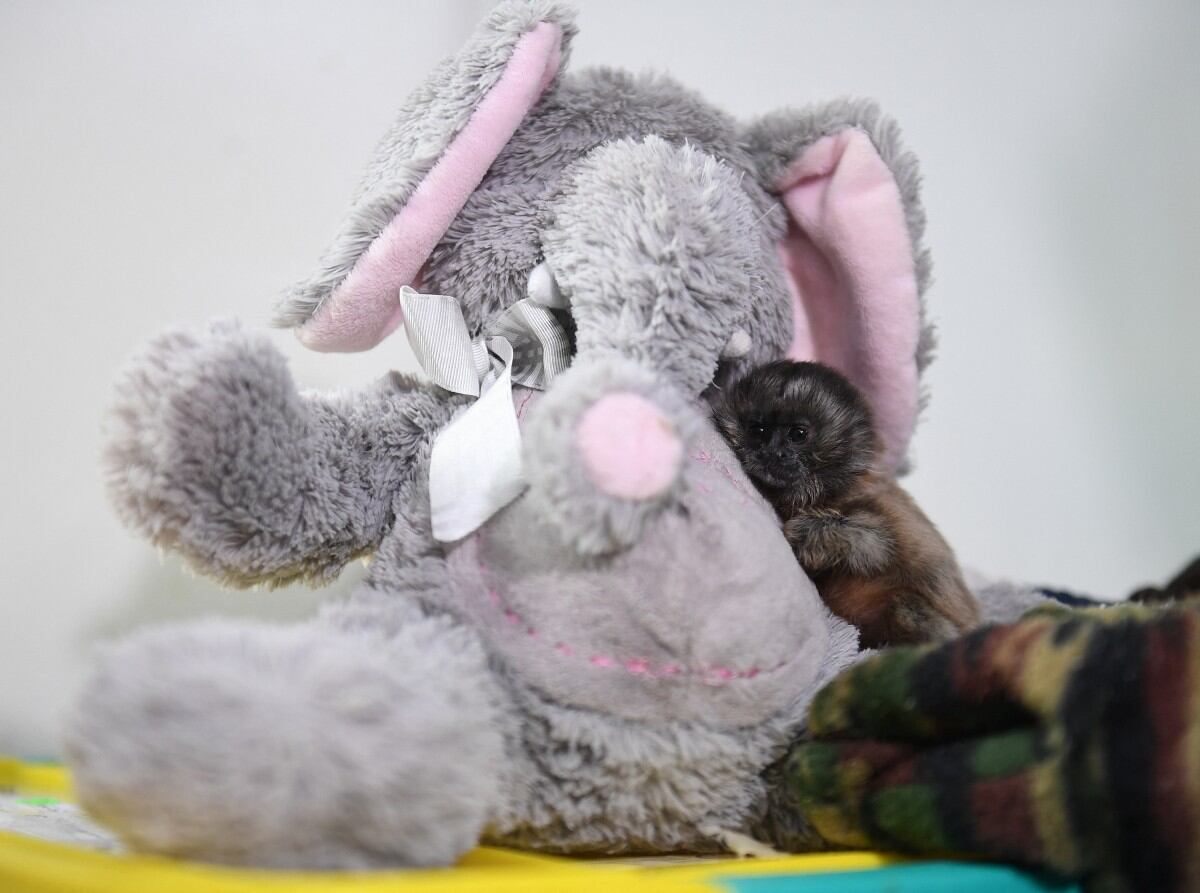 Distancia total: el método que busca devolver al tití a su hábitat natural