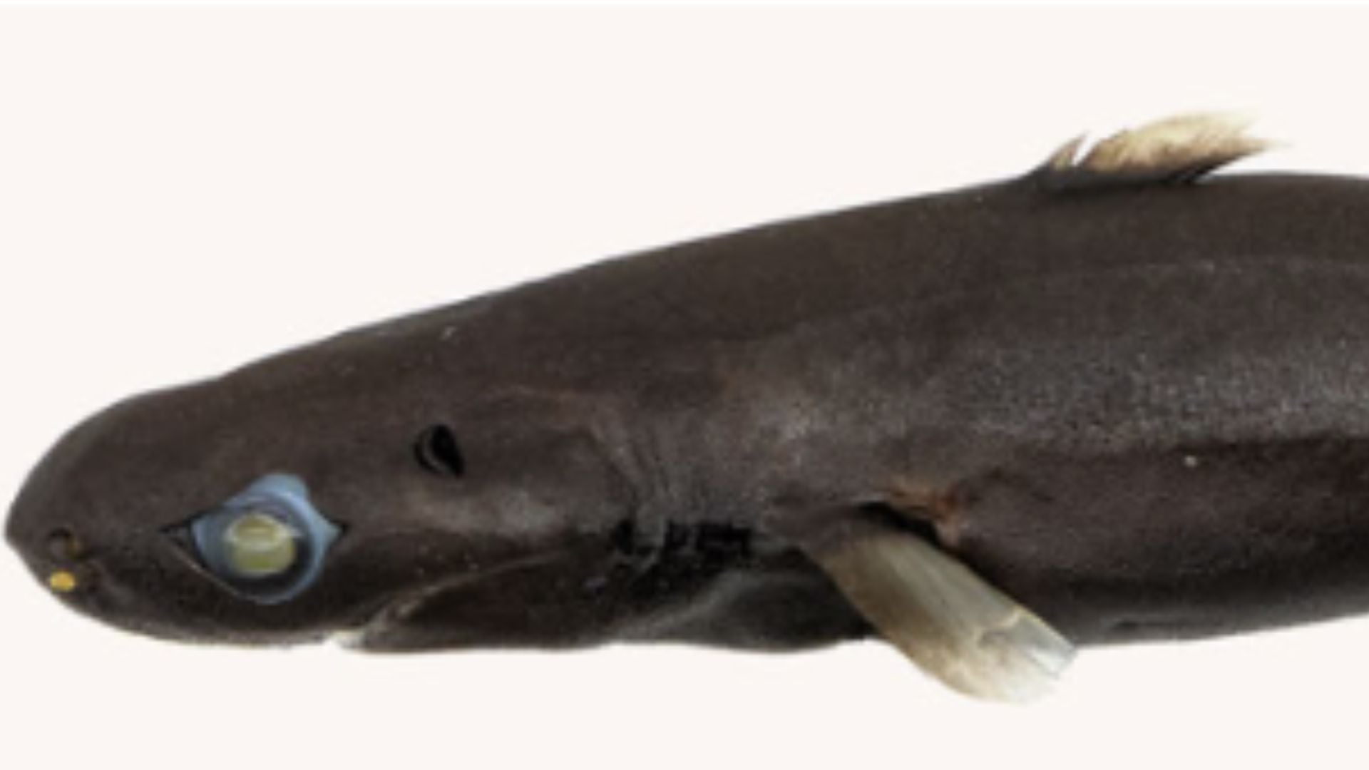 Especie de tiburón linterna, denominada Etmopterus bulbosus.