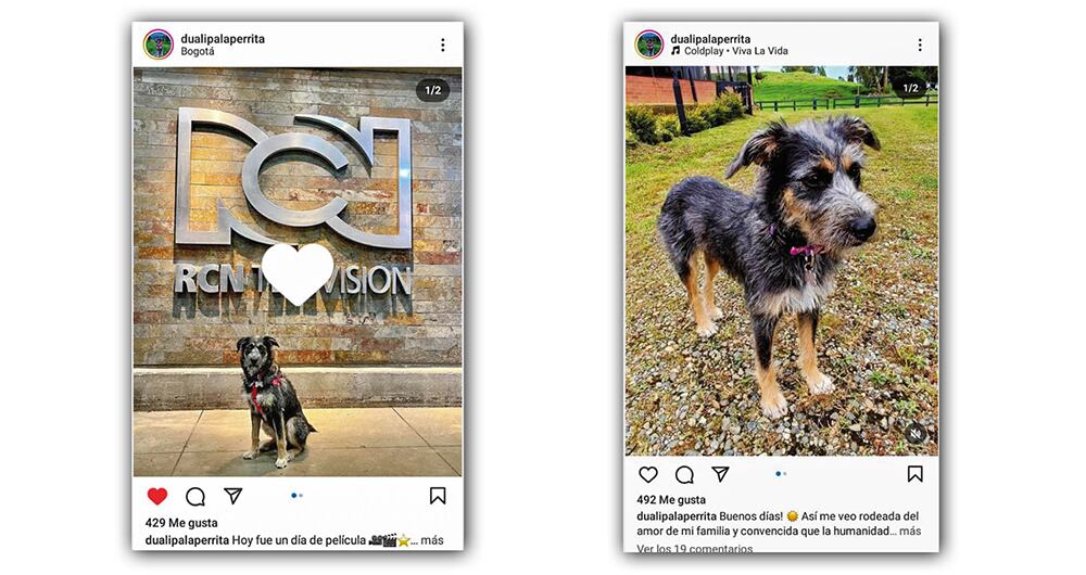 La perrita Dualipa, en la telenovela Rigo. 