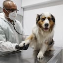 Los perros requieren ser atendidos periódicamente con el veterinario, y no solo cuando se enfermen.