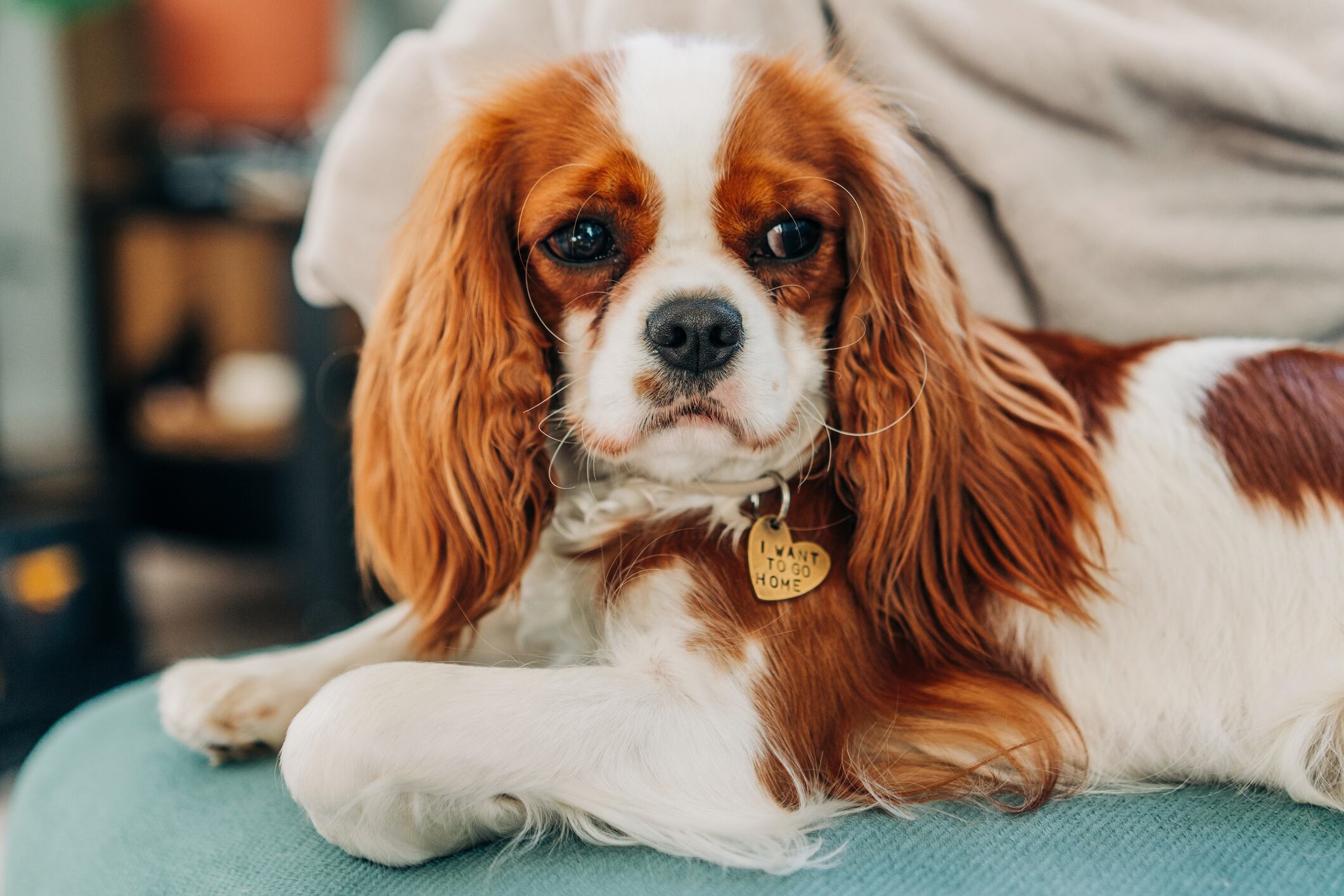 La cercanía humana es uno de los pilares de su bienestar diario.