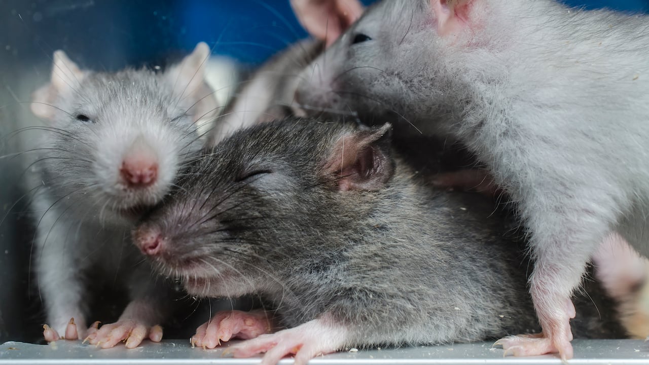 Los roedores son una de las plagas más desagradables que se pueden tener en el hogar