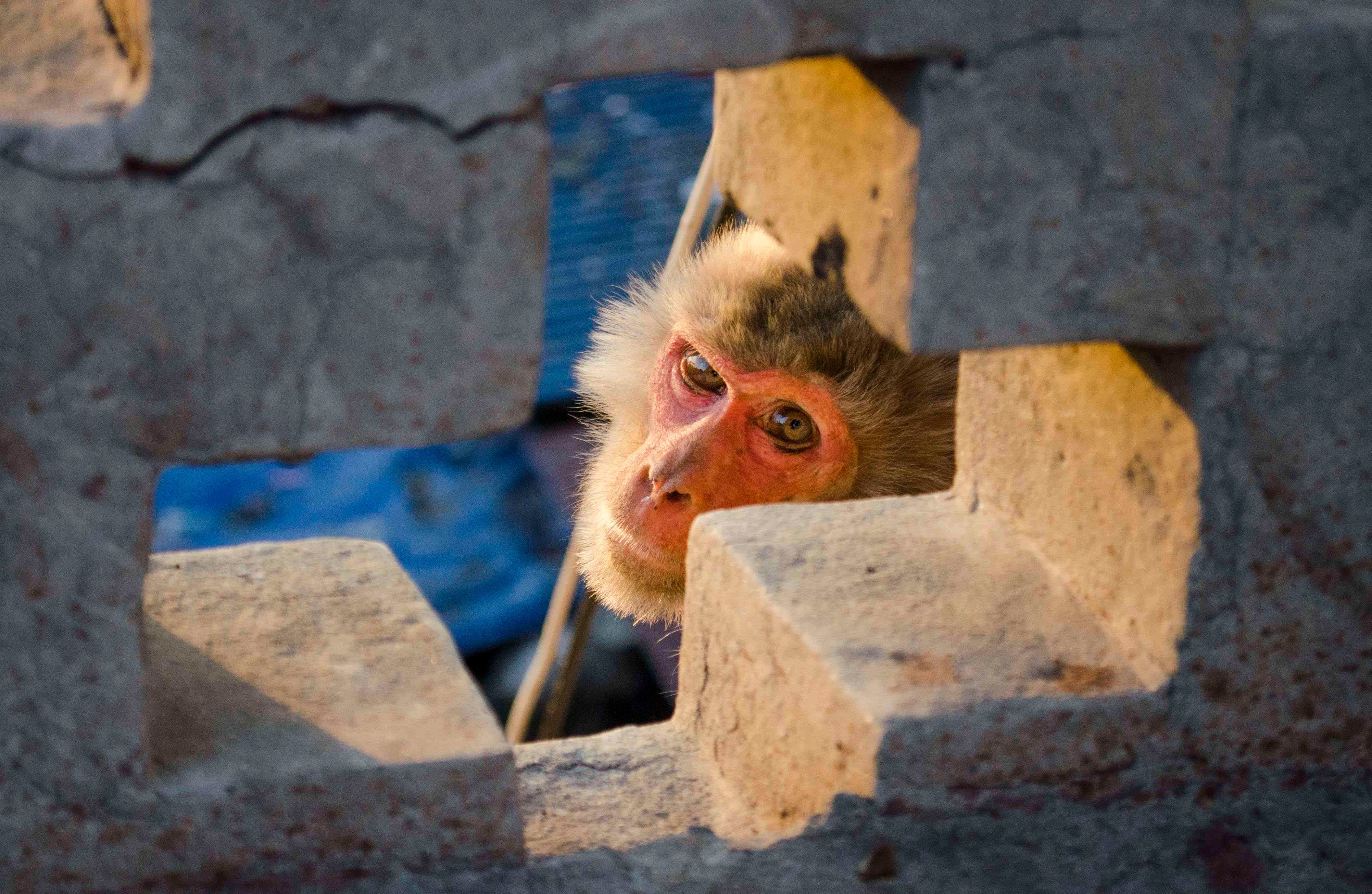 El mono Rheus hace parte de las especies más conocidas de monos del Viejo Mundo. Son asiáticos, viven en Afganistán, Pakistán, China e India. Fotografía: Katerine Lara Rojas