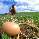 El enigma resuelto: ChatGPT ofrece una perspectiva sobre el origen de la gallina.