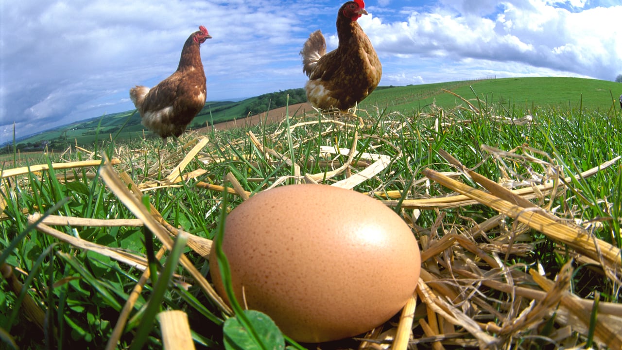 El enigma resuelto: ChatGPT ofrece una perspectiva sobre el origen de la gallina.