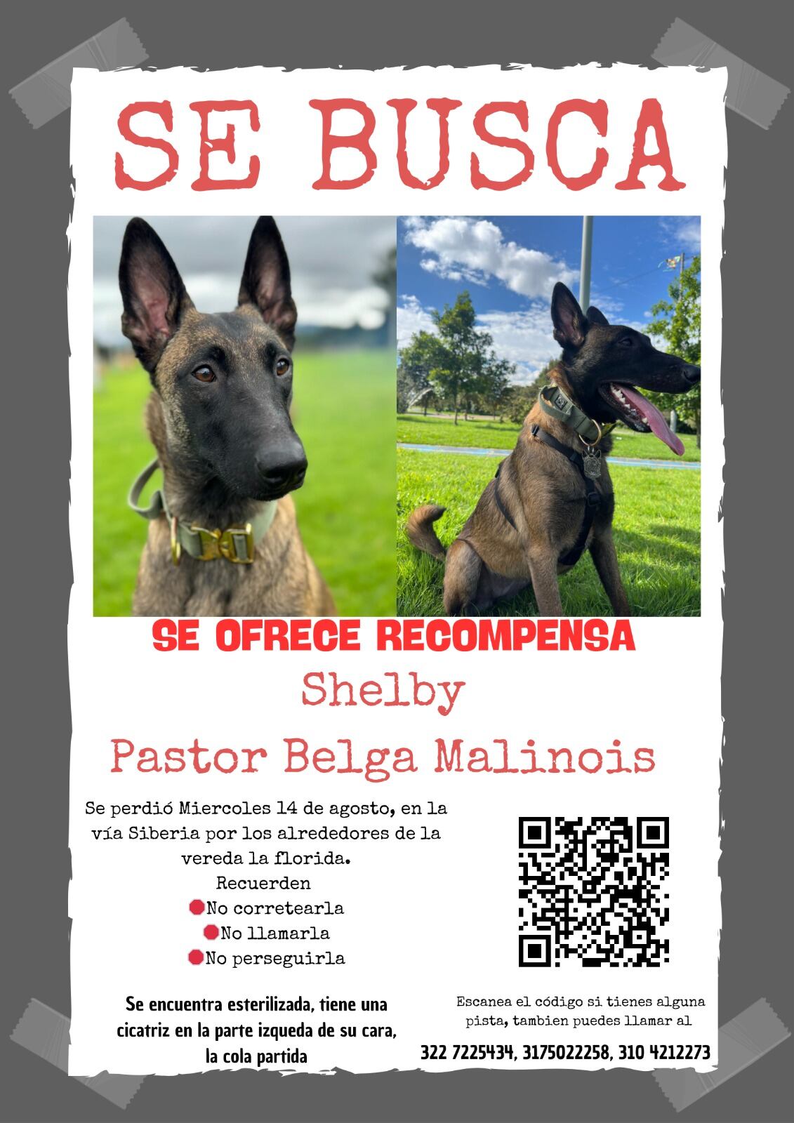 Shelby se perdió en el occidente de Bogotá, por la salida de la calle 80.