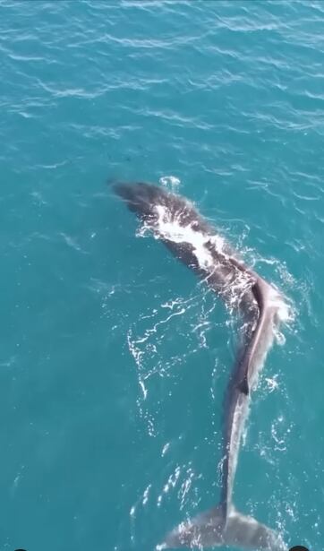 Instagram:@/oceanografic_vl/