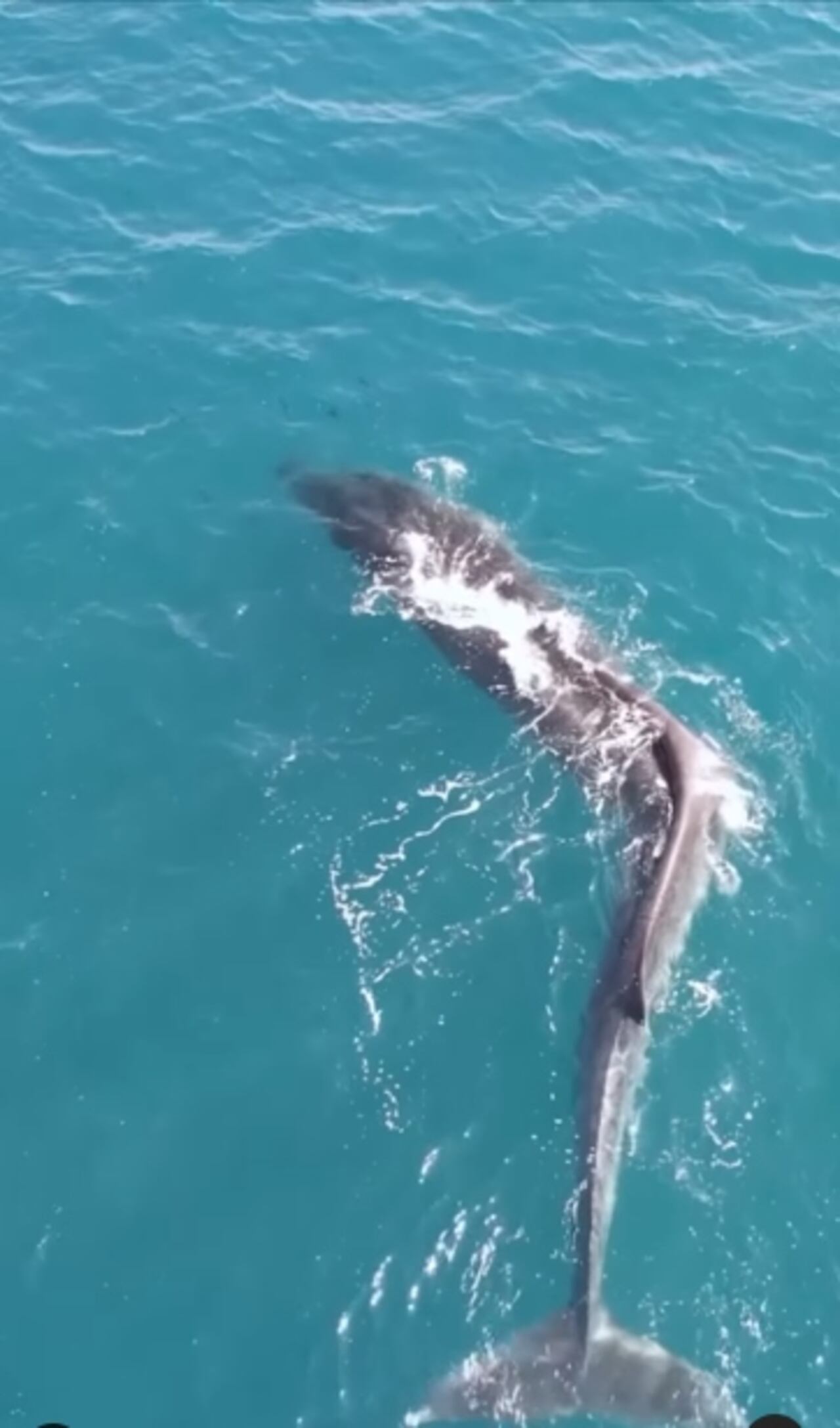 Instagram:@/oceanografic_vl/