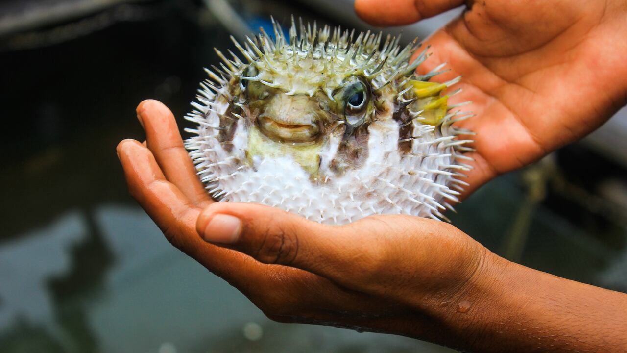 El pez globo es un alimento que ha causado muertes instantáneas en el mundo