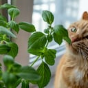 Ginger cat sniffs basil growing on a windowsill, indoors.
