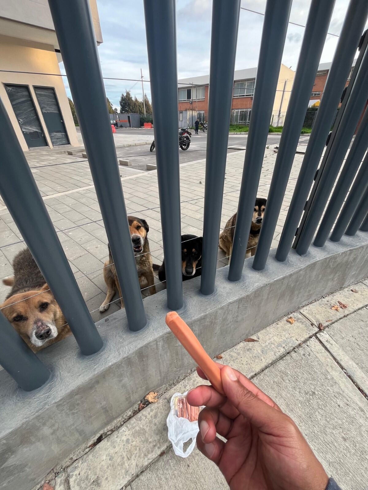 Habitantes de Madrid, Cundinamarca, están indignados por la muerte de cuatro perros. Se realizó una velatón.