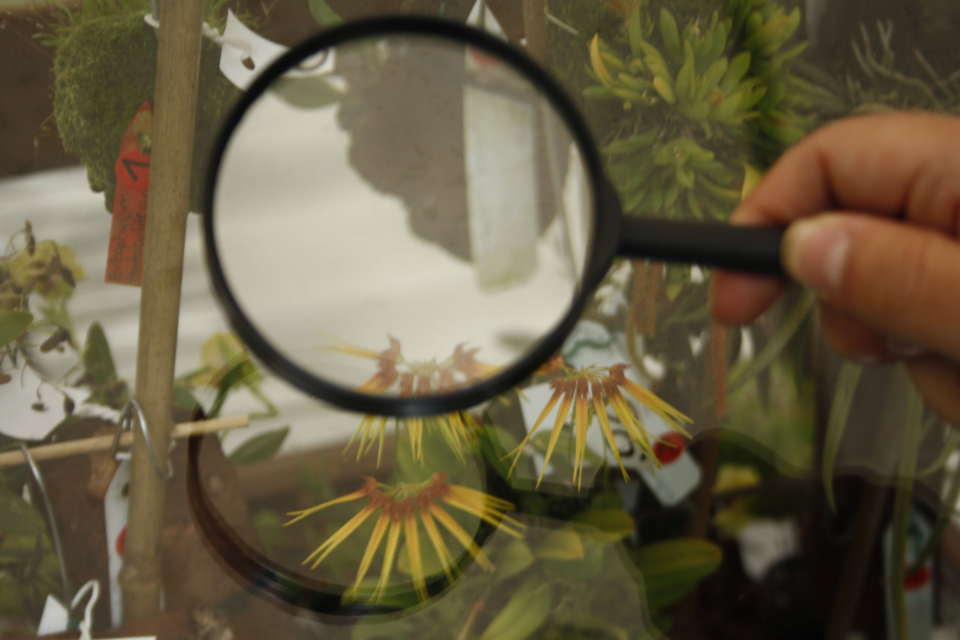 Muestra de orquídeas miniaturas.