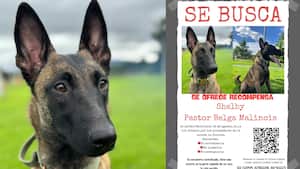 Ofrecen recompensa por quien dé información sobre Shelby.