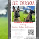 Ofrecen recompensa por quien dé información sobre Shelby.