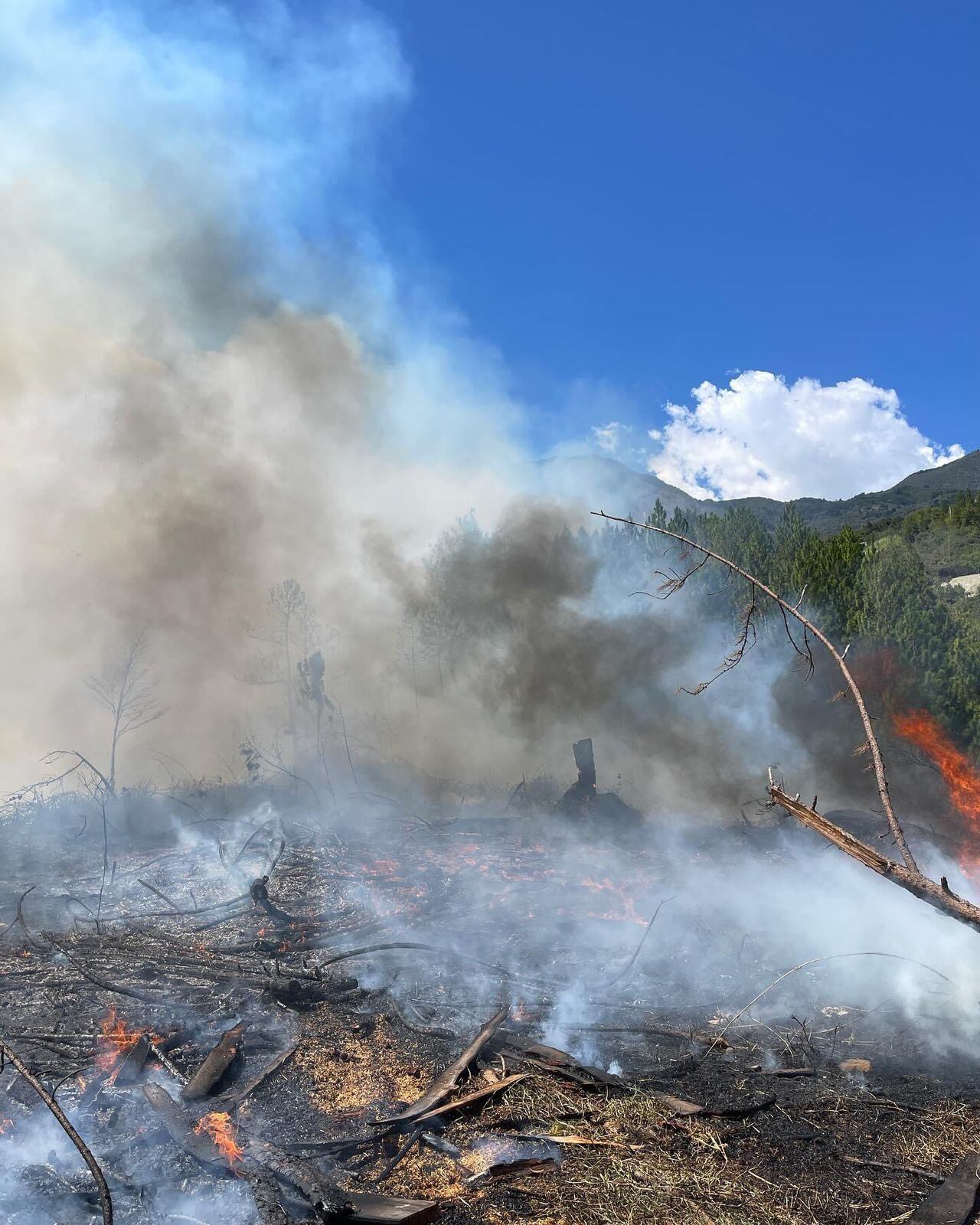 El incendio se originó en horas del medio día