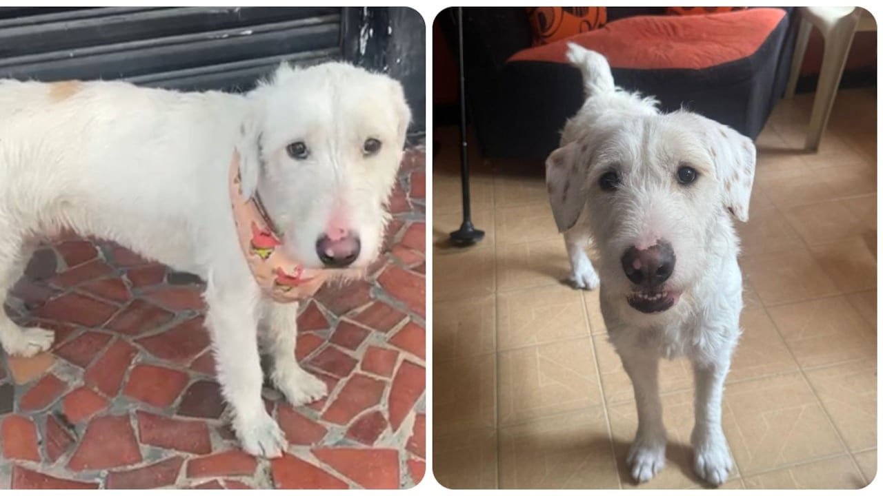 Se busca perrito perdido en la Localidad de Puente Aranda